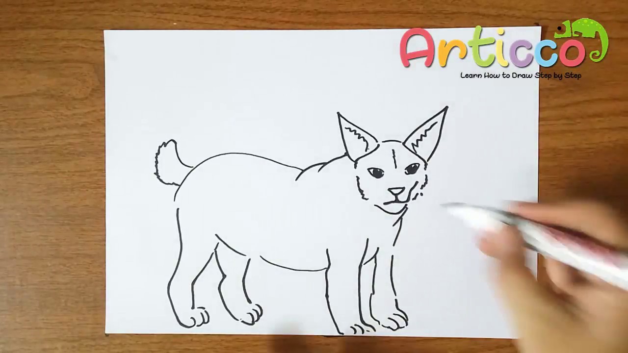 1280x720 How To Draw Bobcat Step By Step For Kids