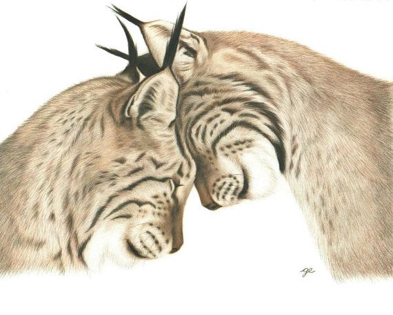 570x456 Original Drawing Of Bobcats In Love Bobcats In Love Drawing