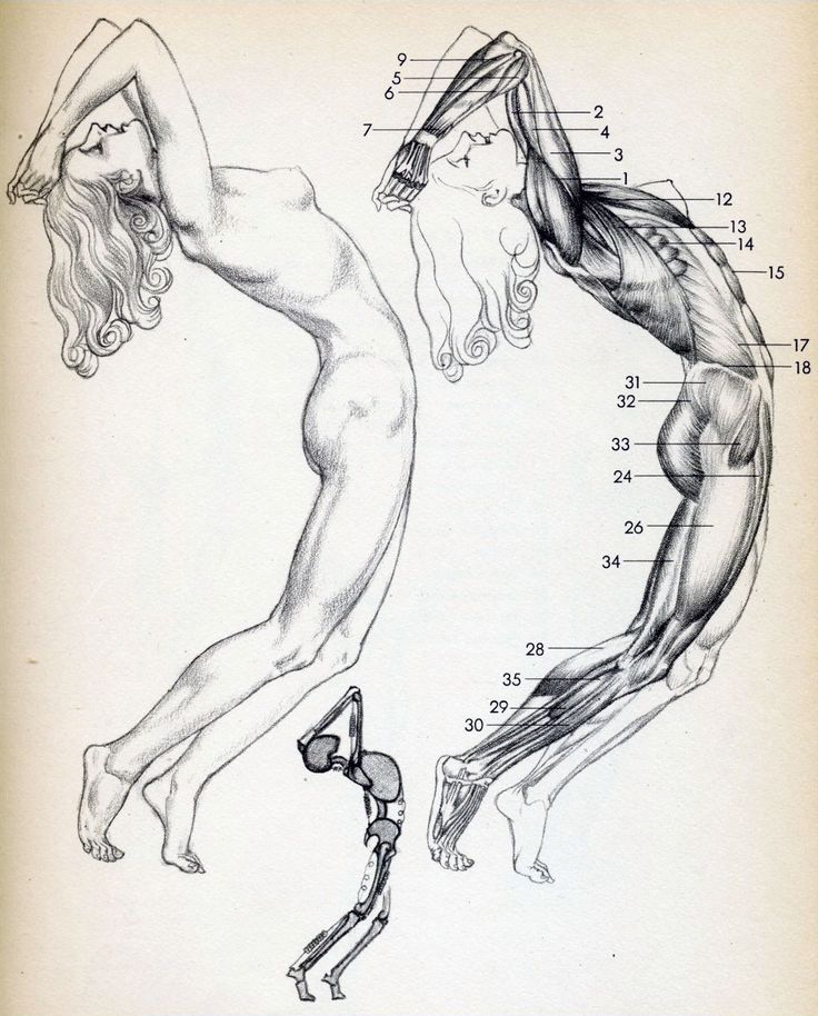 736x914 72 Best Anatomy For Artists Whole Body Images