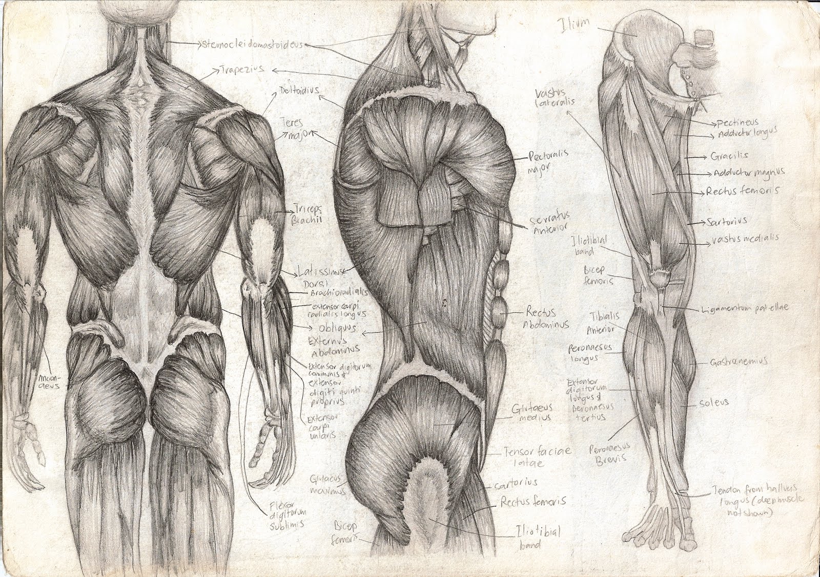 1600x1127 Human Anatomy Diagram Obliques Human Anatomy Drawings Externus