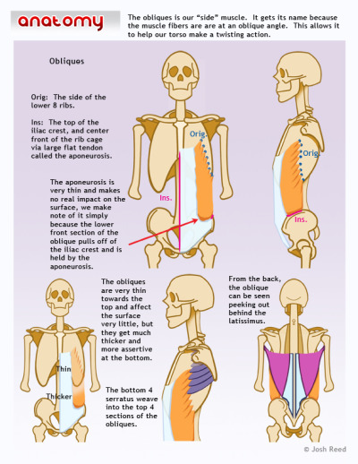 400x518 Anatoref Learning Anatomy Anatomy, Anatomy