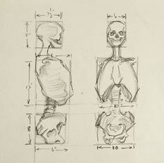 236x235 Pencil On Paper Human Anatomy Study Of Skeleton. Unsigned