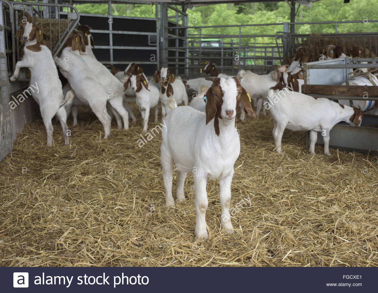 1300x1009 Domestic Goat, Boer Kids,