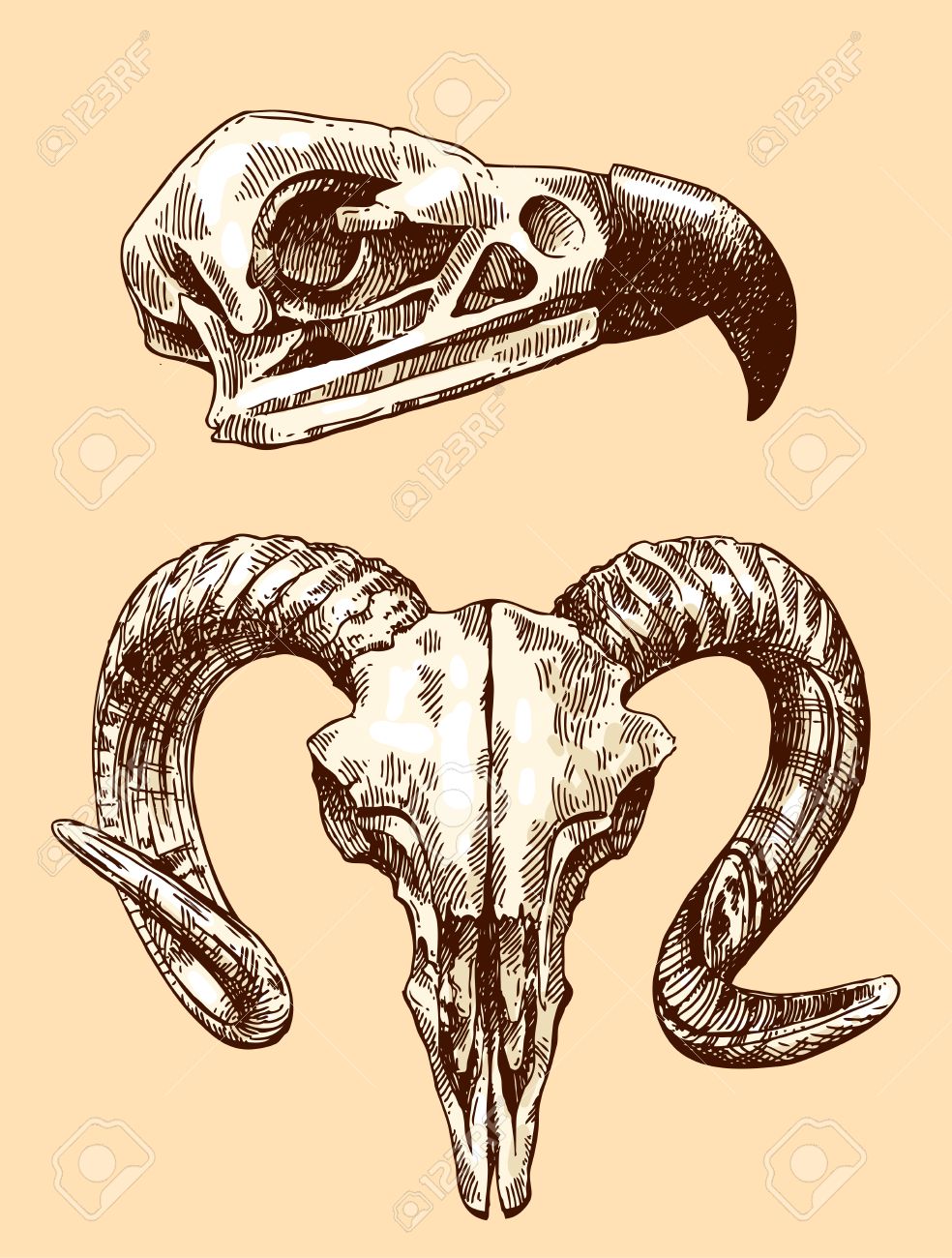 984x1300 Vector Sketch Illustration Animal Skulls. Drawing By Hand. Boho