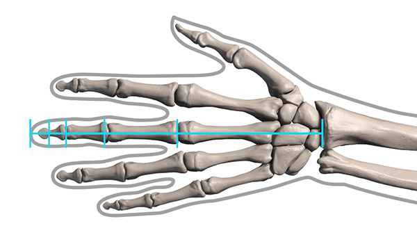 600x338 How To Draw Hand Bones