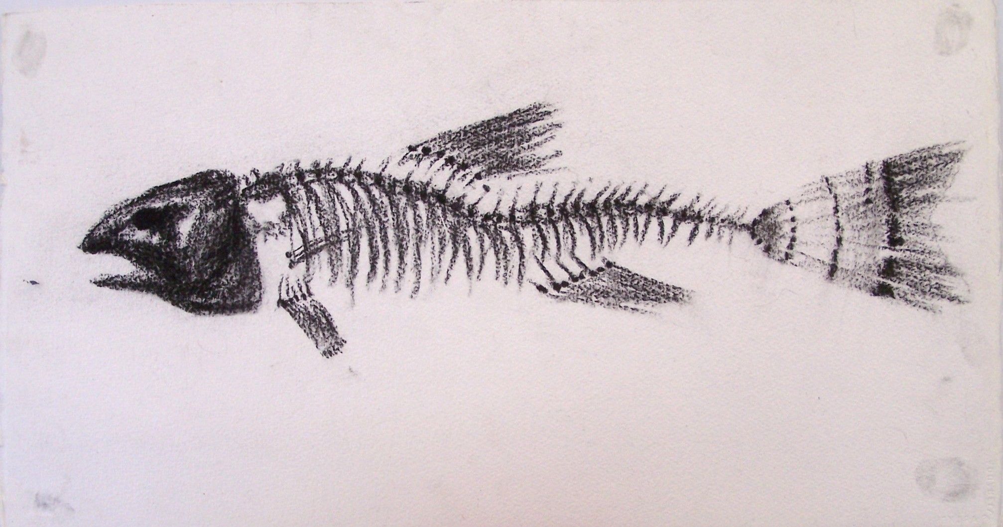 2014x1058 Steve Rollins Fish Bones. Drawings (Charcoal) A Fish Skeleton