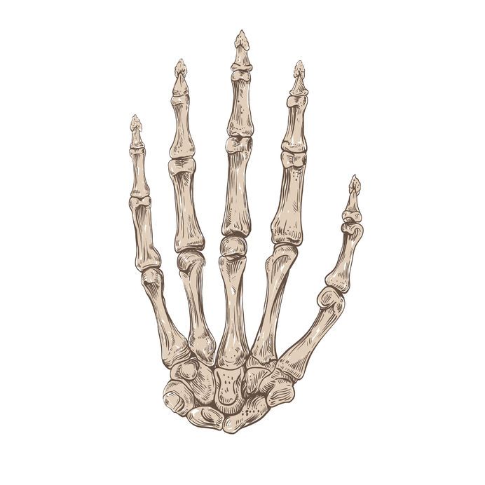 692x692 Understanding The Bones Of The Human Hand To Improve Your Hand