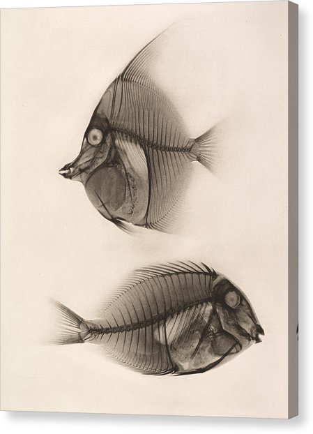 449x622 Bone Fish Art