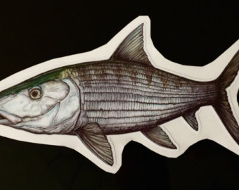 340x270 Bonefish Etsy