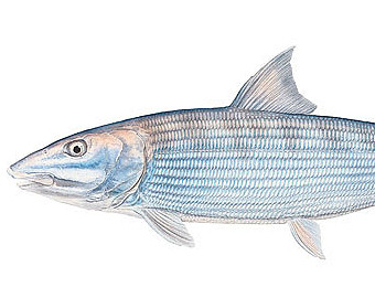 340x270 Bonefish Print Etsy