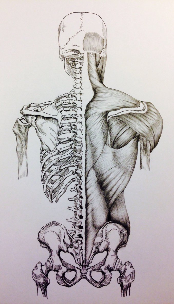 678x1179 Skull To Pelvis Back Bonesmuscles By Billydoubleu