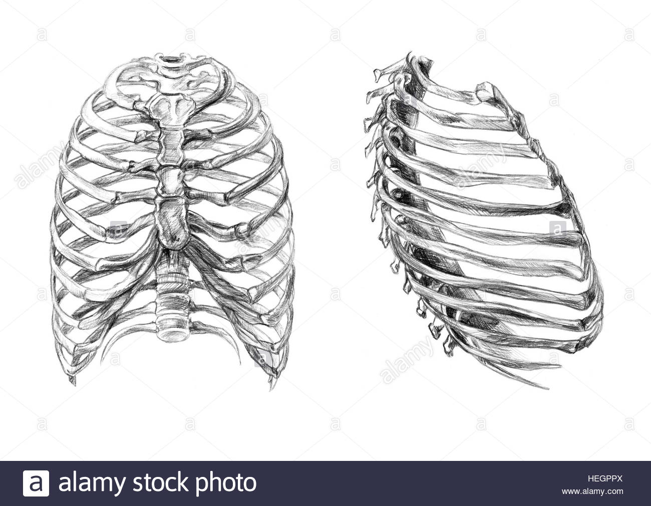1300x1010 Thorax Bones (2 Angles), Hand Drawn Medical Illustration Drawing