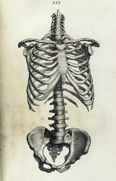 400x623 After Drawing The Skeleton For Two Weeks I Appreciate Bones More