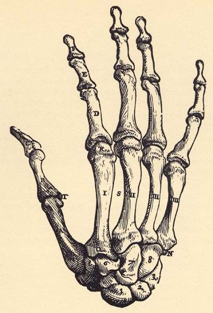 435x640 Hand Anatomy Bones Display Anatomy Bones, Hand
