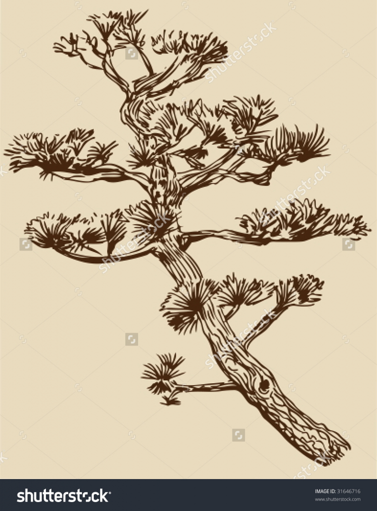 756x1024 Bonsai Tree Drawing Bonsai Tree Drawing Stock Vector 31646716