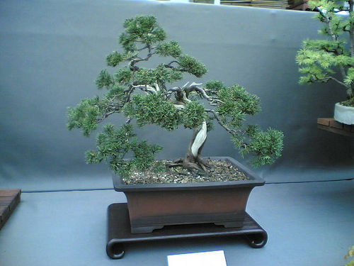 500x375 How To Draw A Bonsai Tree 8 Steps (With Pictures)