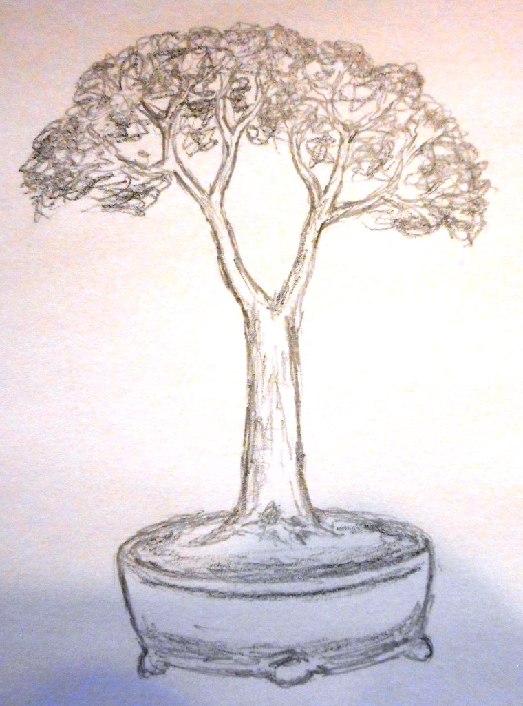 760x1024 One Way To Better Bonsai Draw A Picture Of What You Want