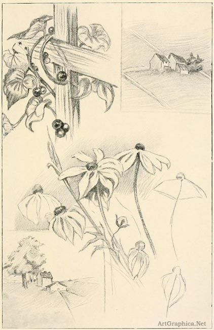 422x650 Drawing Flowers, Sketching Flowers, Beginner Art Book, Free