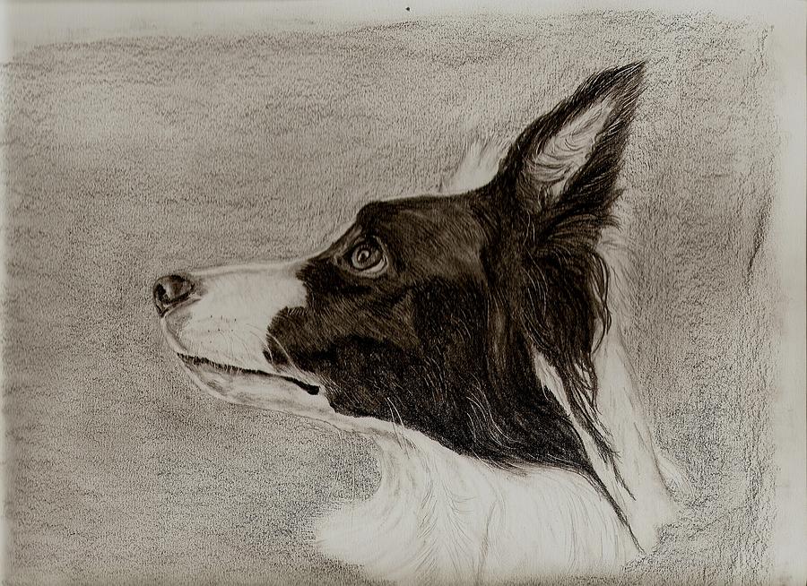 900x654 Border Collie Drawing By Joan Pye