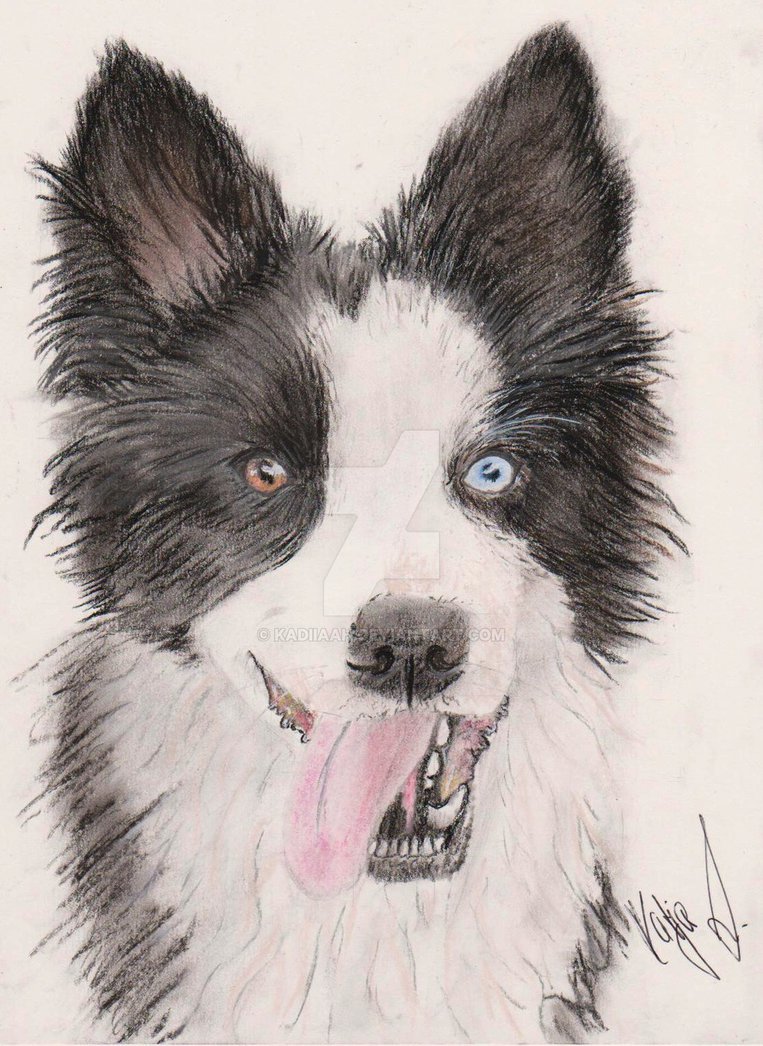 763x1046 Border Collie Drawing In Pastell Dog By Kadiiaah