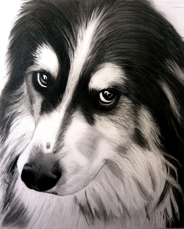 724x900 Border Collie Portrait Drawing By Susan Barwell