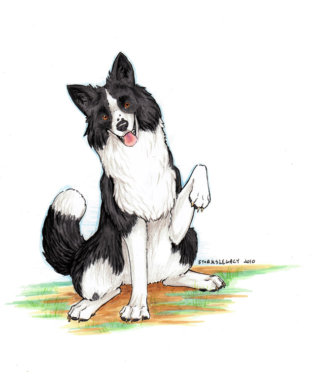 631x754 Border Collie By Stormslegacy