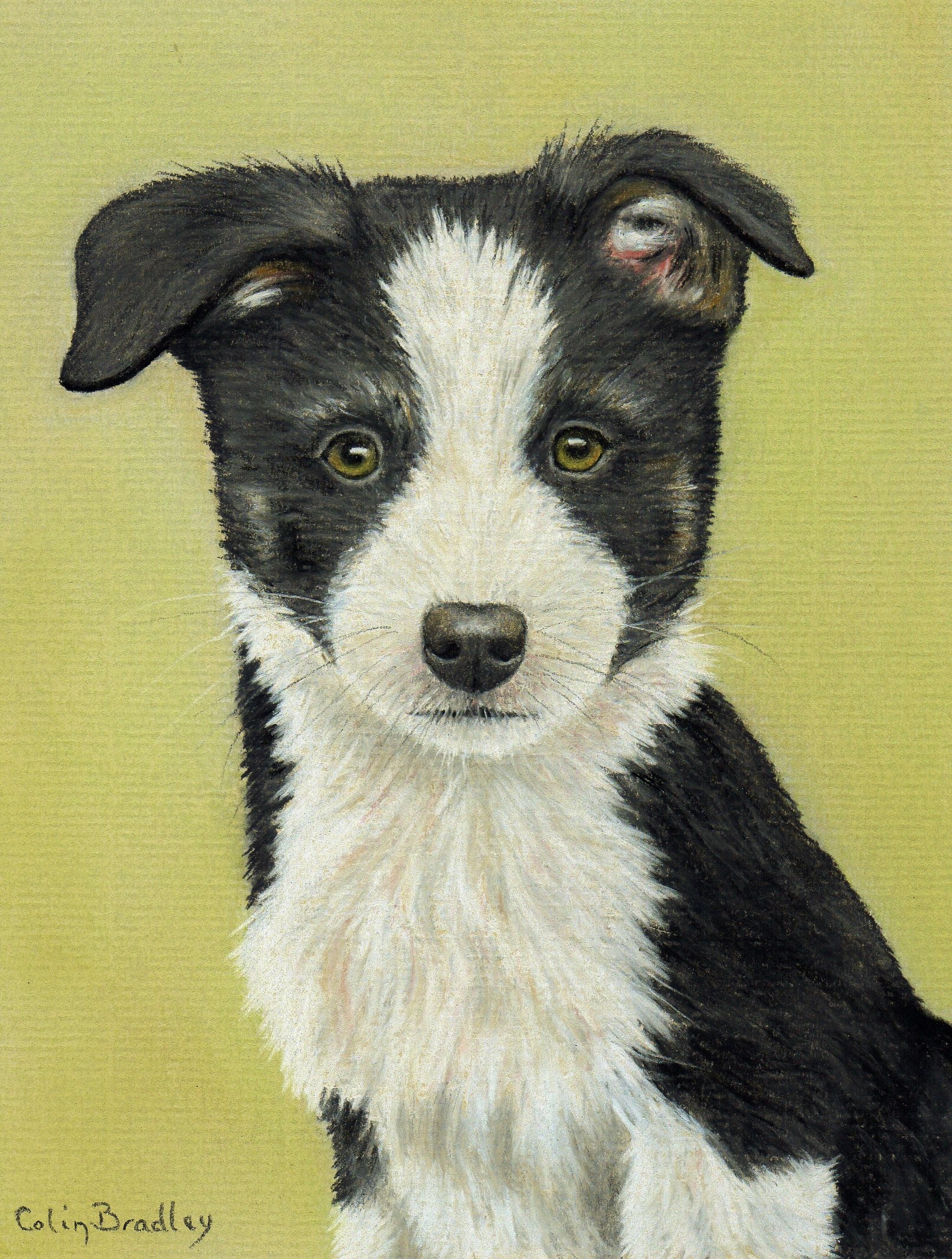 1613x2131 How To Draw A Border Collie Puppy Using Pastel Pencils Colin