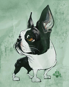 240x300 Boston Terrier Drawings Fine Art America