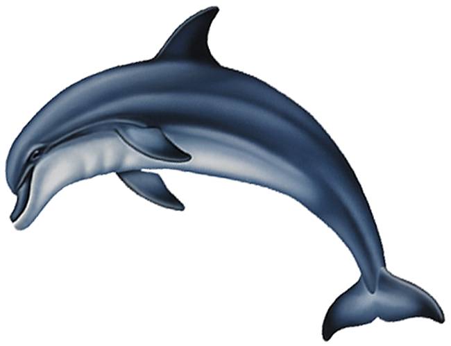 Bottlenose Dolphin Drawing at GetDrawings | Free download