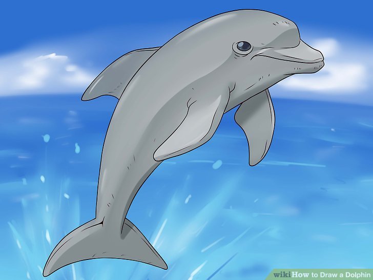 728x546 How To Draw A Dolphin 14 Steps (With Pictures)
