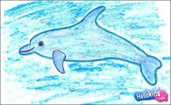 350x215 How To Draw Bottlenose Dolphin