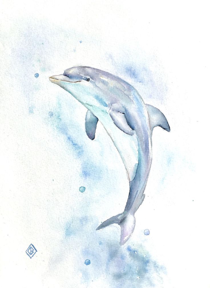 736x1006 Easy Dolphin Paintings Best Dolphin Art Ideas