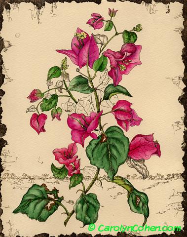 379x480 Bougainvillea Carolyn A. Cohen Studio