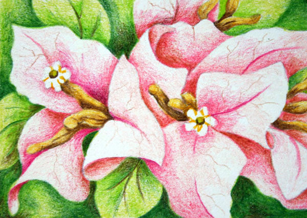 600x426 Bougainvillea Aceo Drawing By Nancy Goldman