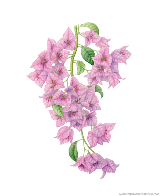 560x686 Bougainvillea Glabra