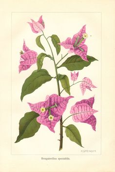 236x353 Bougainvillea Spectabilis By Sydney Parkinson's Botanical Drawings