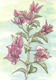 226x320 Drawing On Nature Bougainvillea (Edm