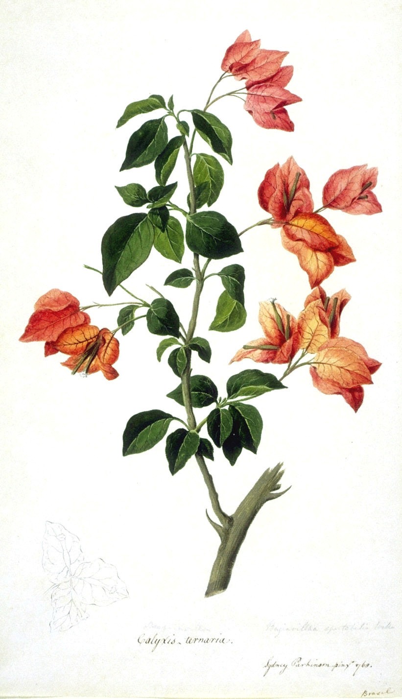 821x1427 Botanical Drawing