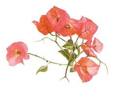 236x183 Bougainvillea Tattoo Ideas Bougainvillea