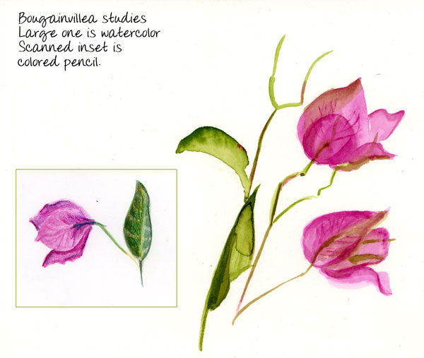 600x507 Bougainvilleas.jpg