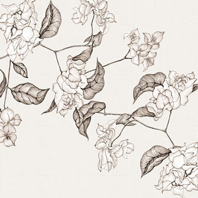 400x400 Illustration Of Bougainvillea, Tropical, Mexico, Sepia, Floral