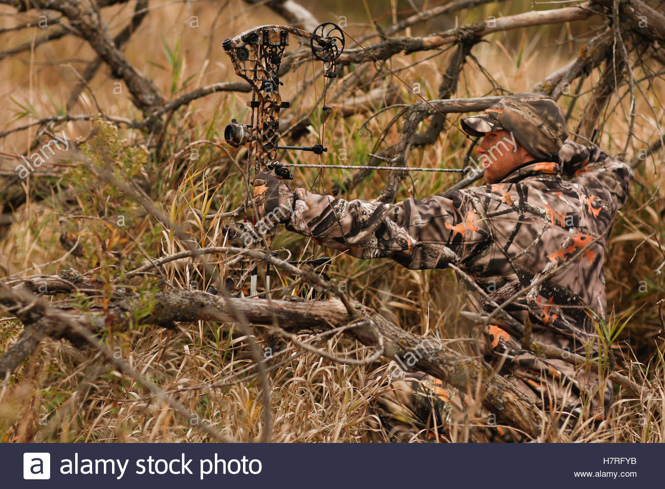 1300x956 Hunter Drawing Bow For Ground Hunting Stock Photo 125292591