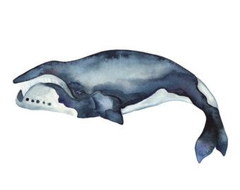 340x270 Bowhead Whale Etsy