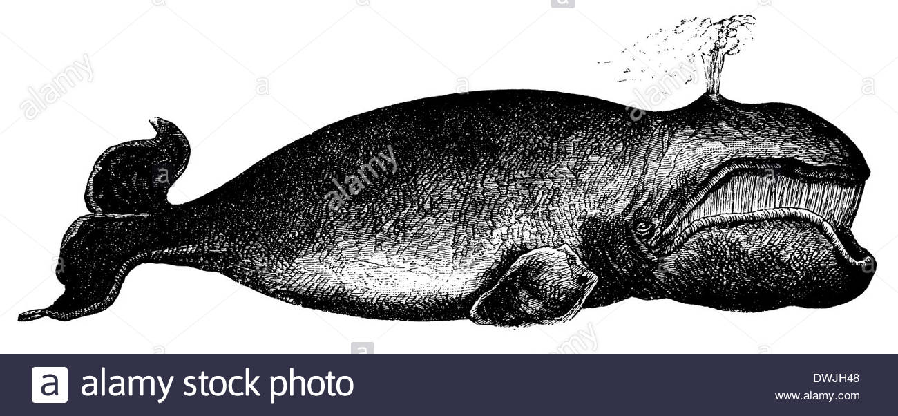 1300x602 Greenland Whale, Bowhead Whale Stock Photo 67406088
