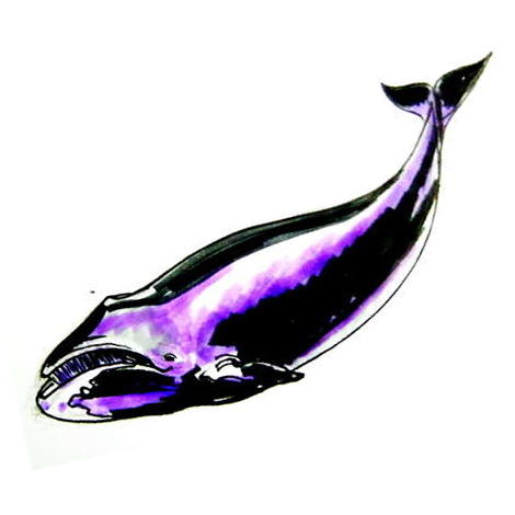 470x470 How To Draw A Bowhead Whale