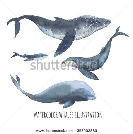450x454 Watercolor Whale Set. Hand Drawn Humpback Whales, Blue Whale