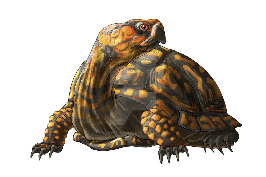 Box Turtle Drawing at GetDrawings | Free download