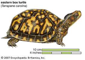 283x200 Box Turtle