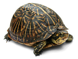 250x188 Common Box Turtle