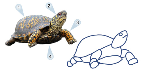 500x246 Drawing Cute Cartoon Turtle Step By Step